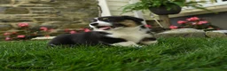 Welsh Corgi Pembroke dogs for sale: Maple   - Ad 4