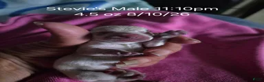 Boy