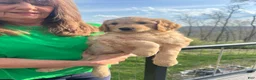 Goldendoodle dogs for sale: Jack - Ad 6