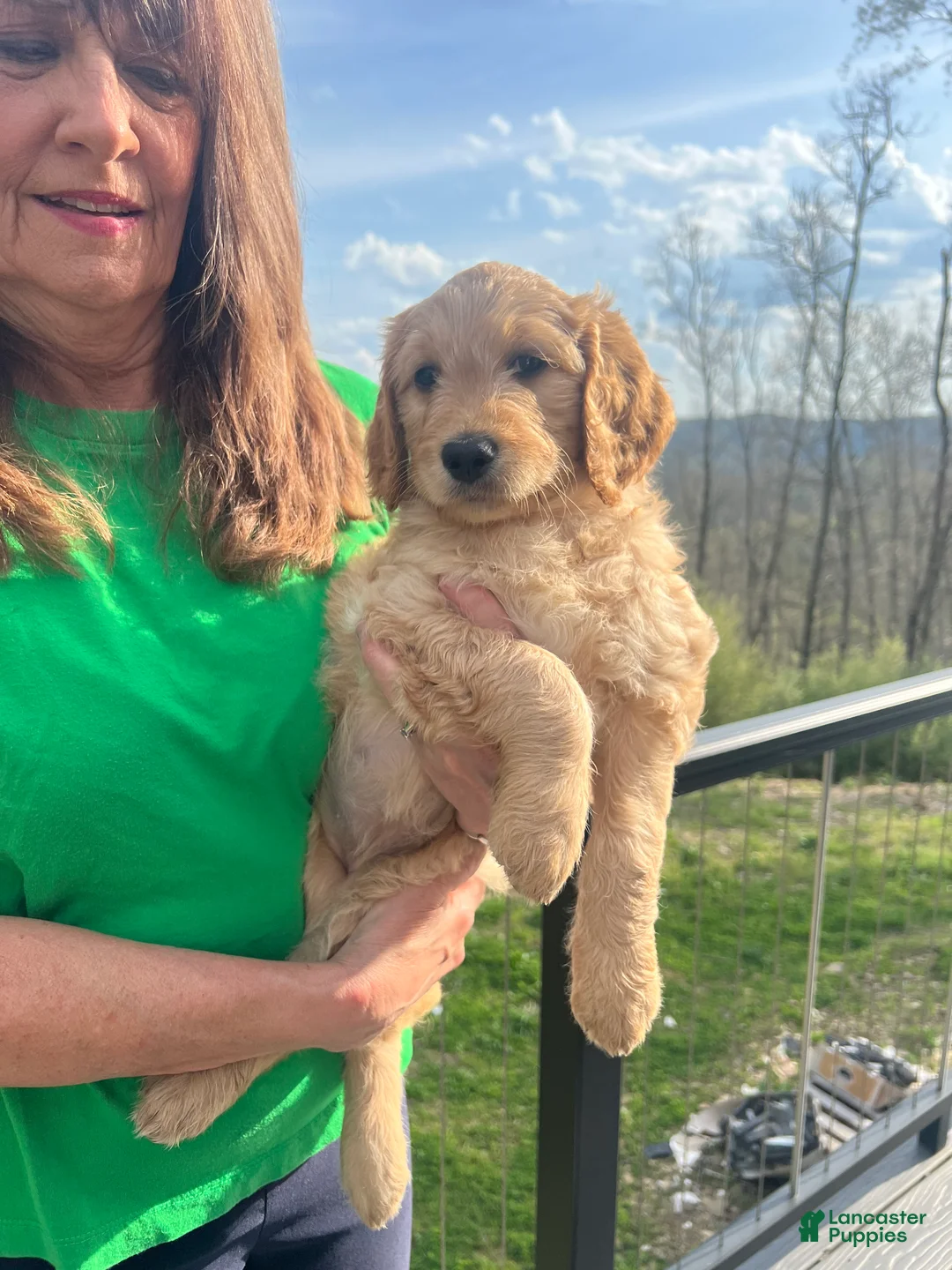 Goldendoodle dogs for sale: Jack - Ad 6