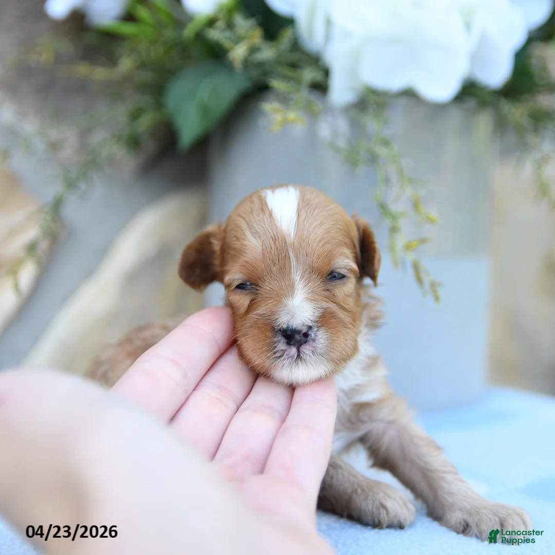 Cavapoo dogs for sale: Sammy - Ad 2