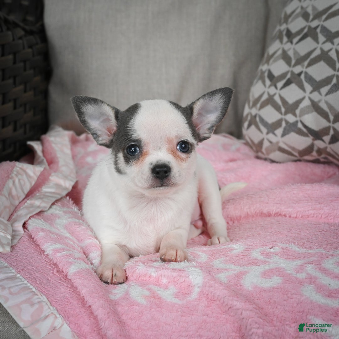 Chihuahua dogs for sale: Jake - Ad 5