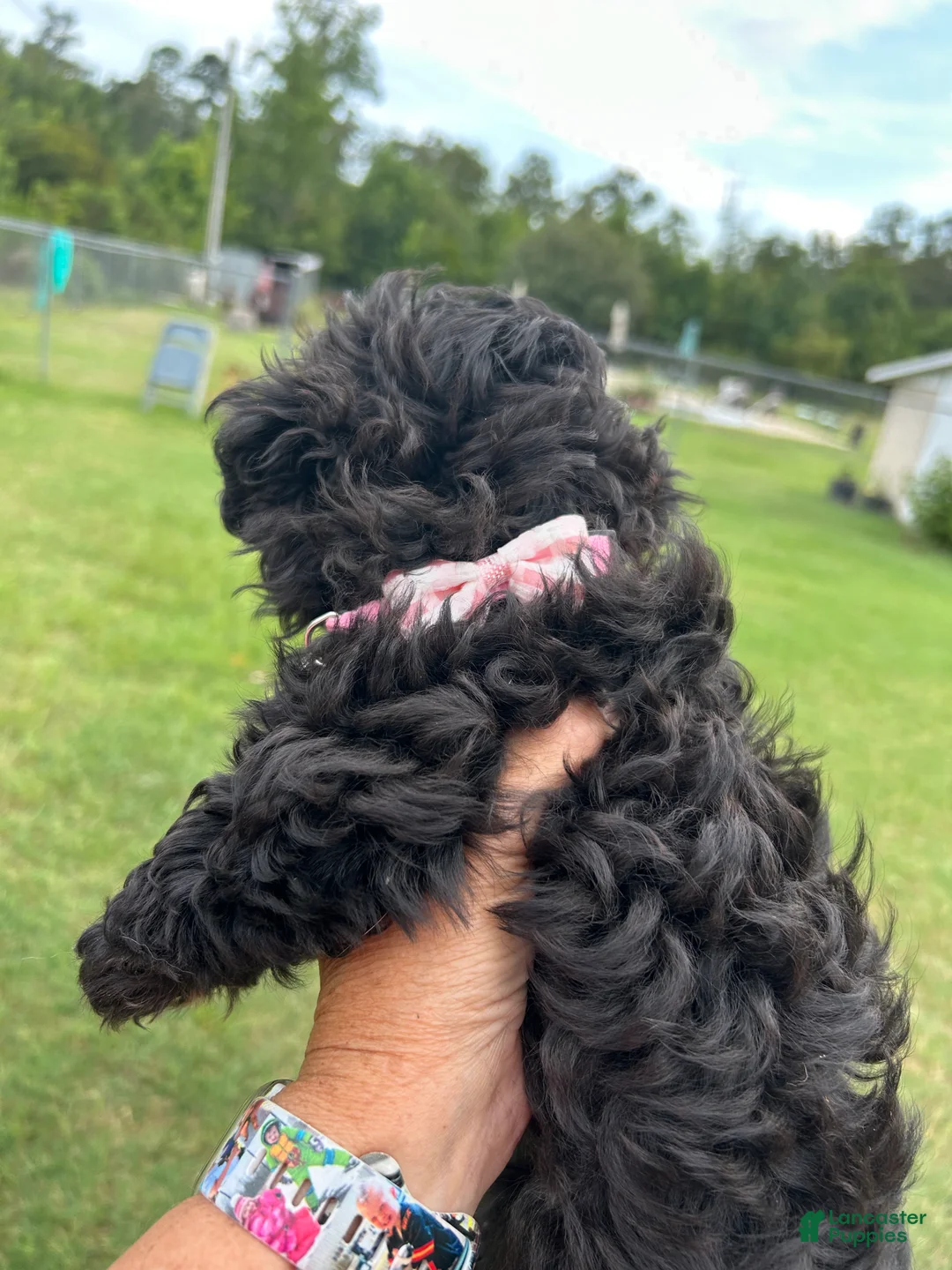 Shihpoo dogs for sale: Shihpoo 2 - Ad 1