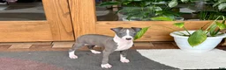 Italian Greyhound dogs for sale: Jerry - Ad 7