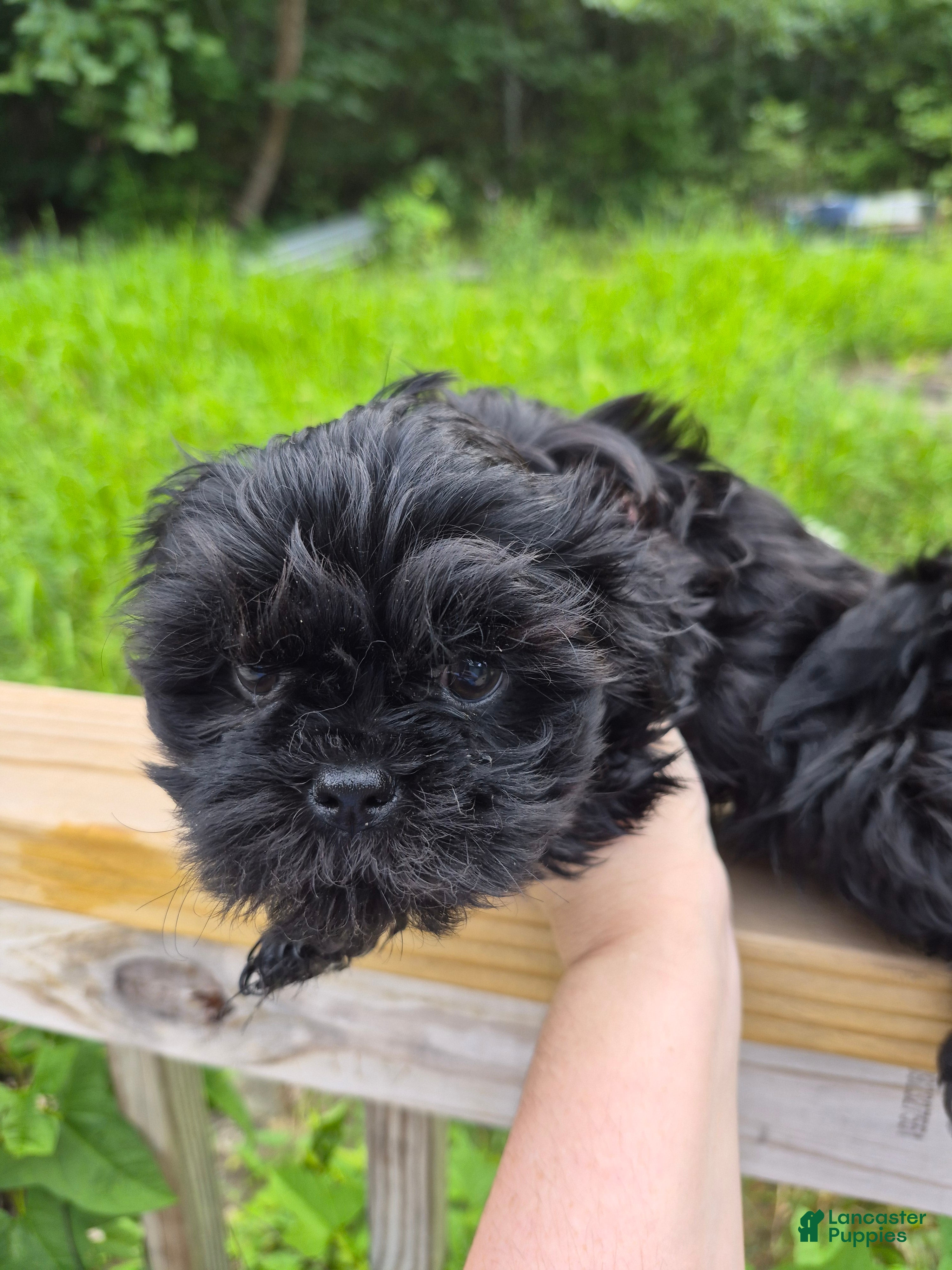 Shih Tzu dogs Shih Tzu 3 - Ad 23