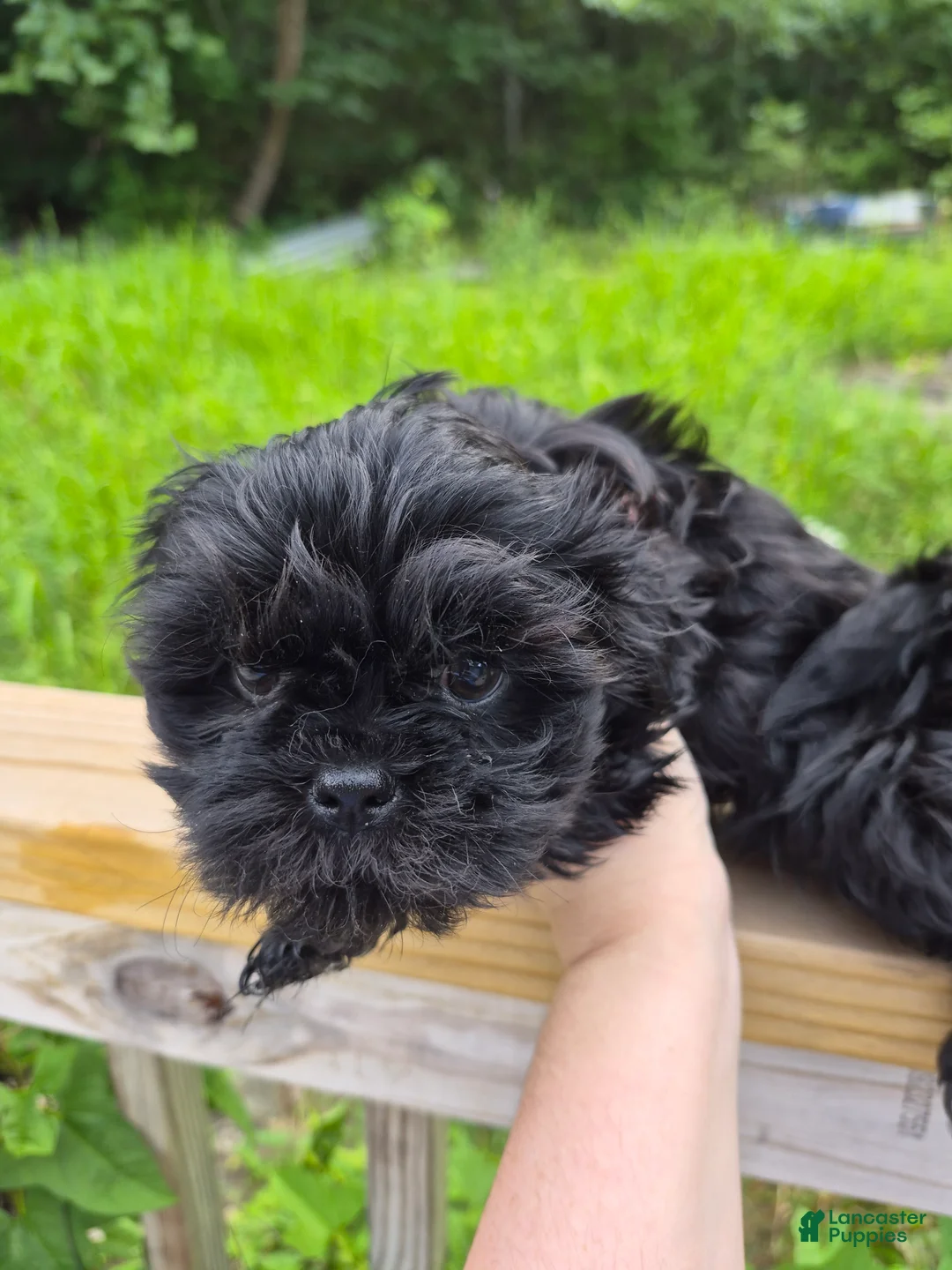 Shih Tzu dogs for sale: Shih Tzu 3 - Ad 1