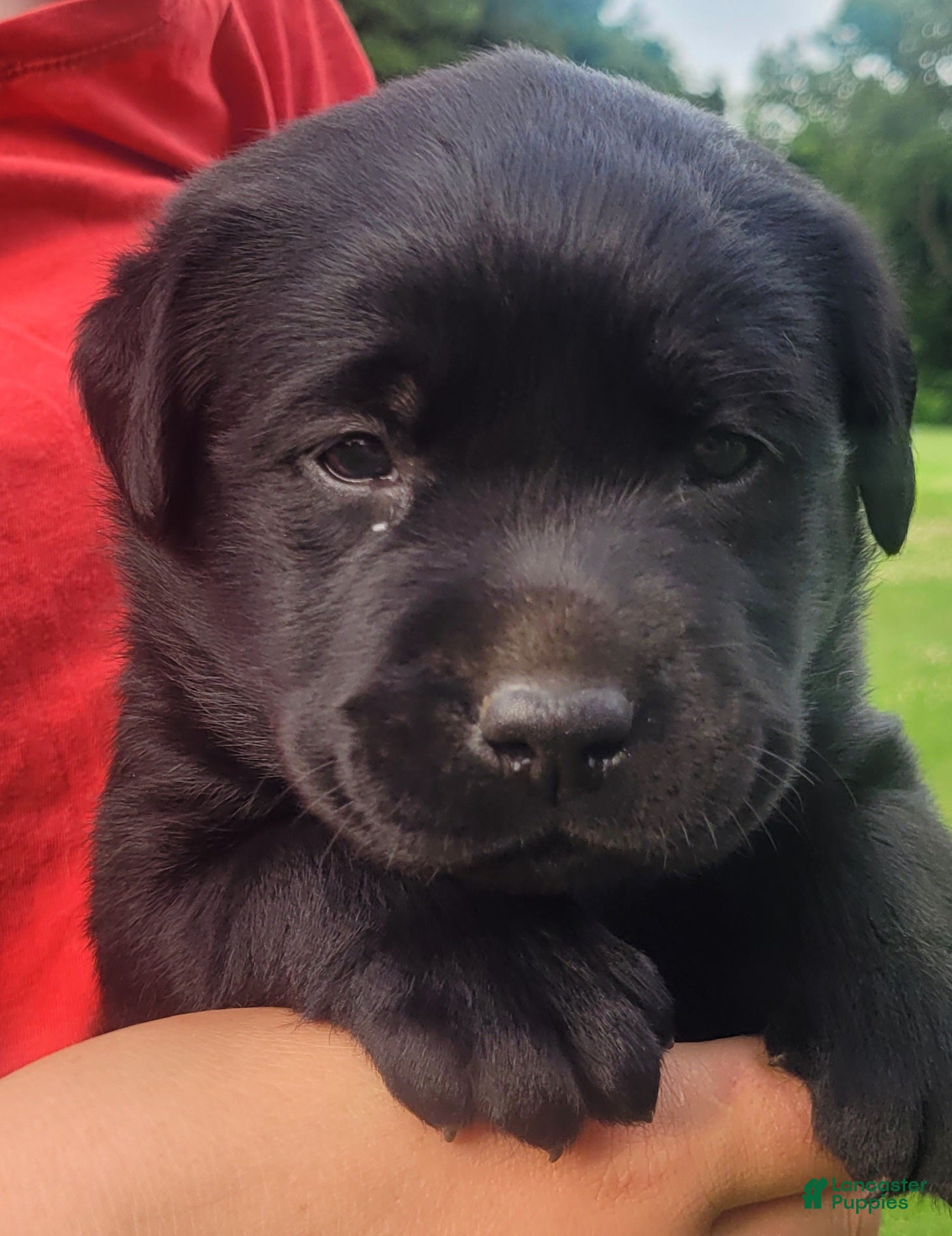 Labrador Retriever dogs Morgan  - Ad 1