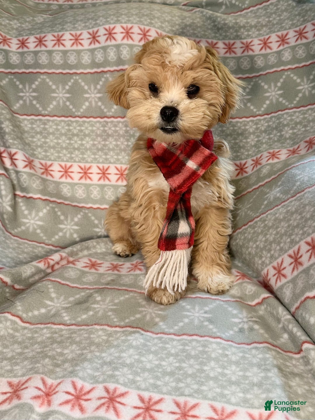 Mixed Breed dogs for sale: Winter - Ad 1