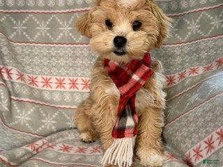 Mixed Breed dogs Winter - Ad 21