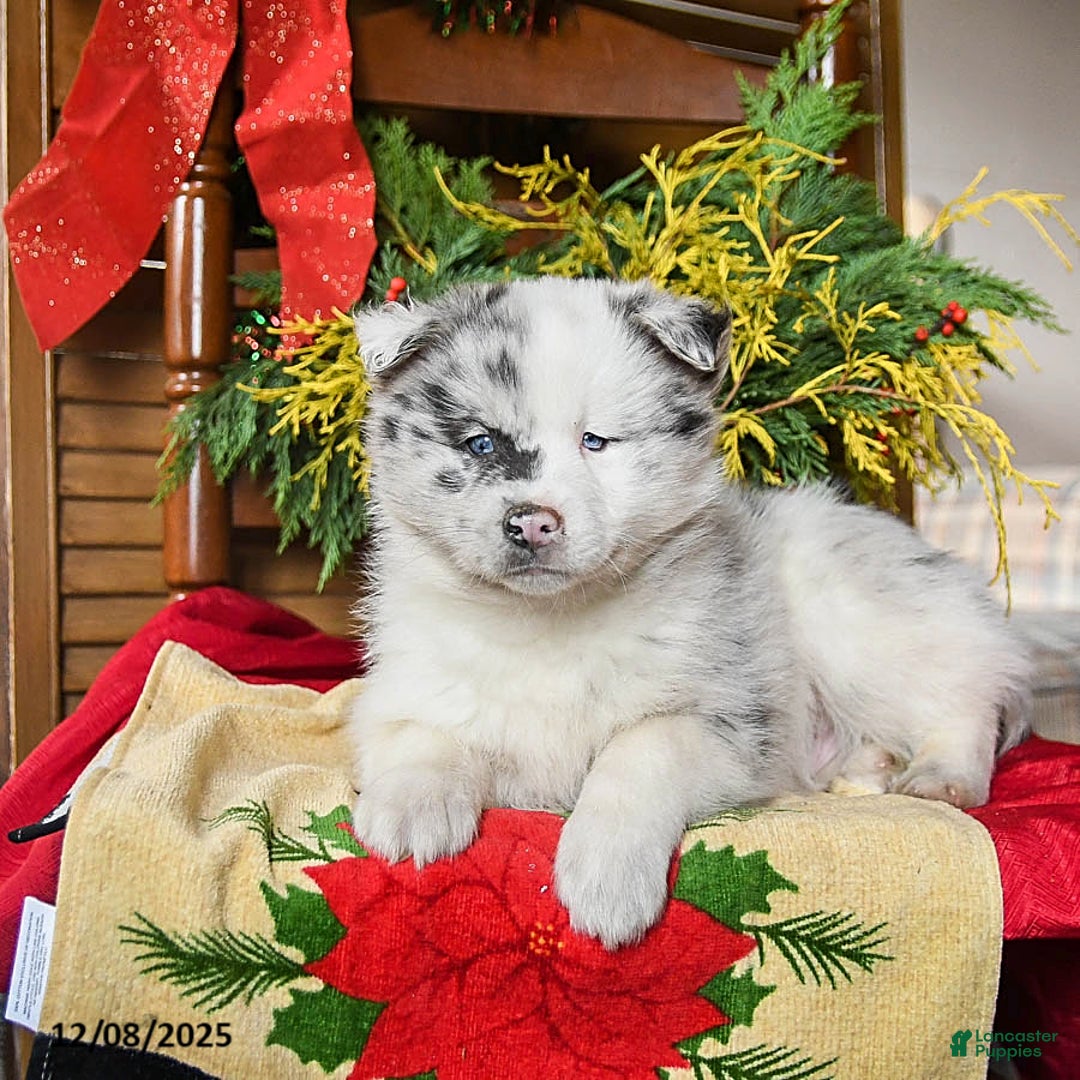 Pomsky dogs for sale: Major - Ad 2