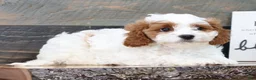 Cavapoo dogs for sale: Tina - Ad 5