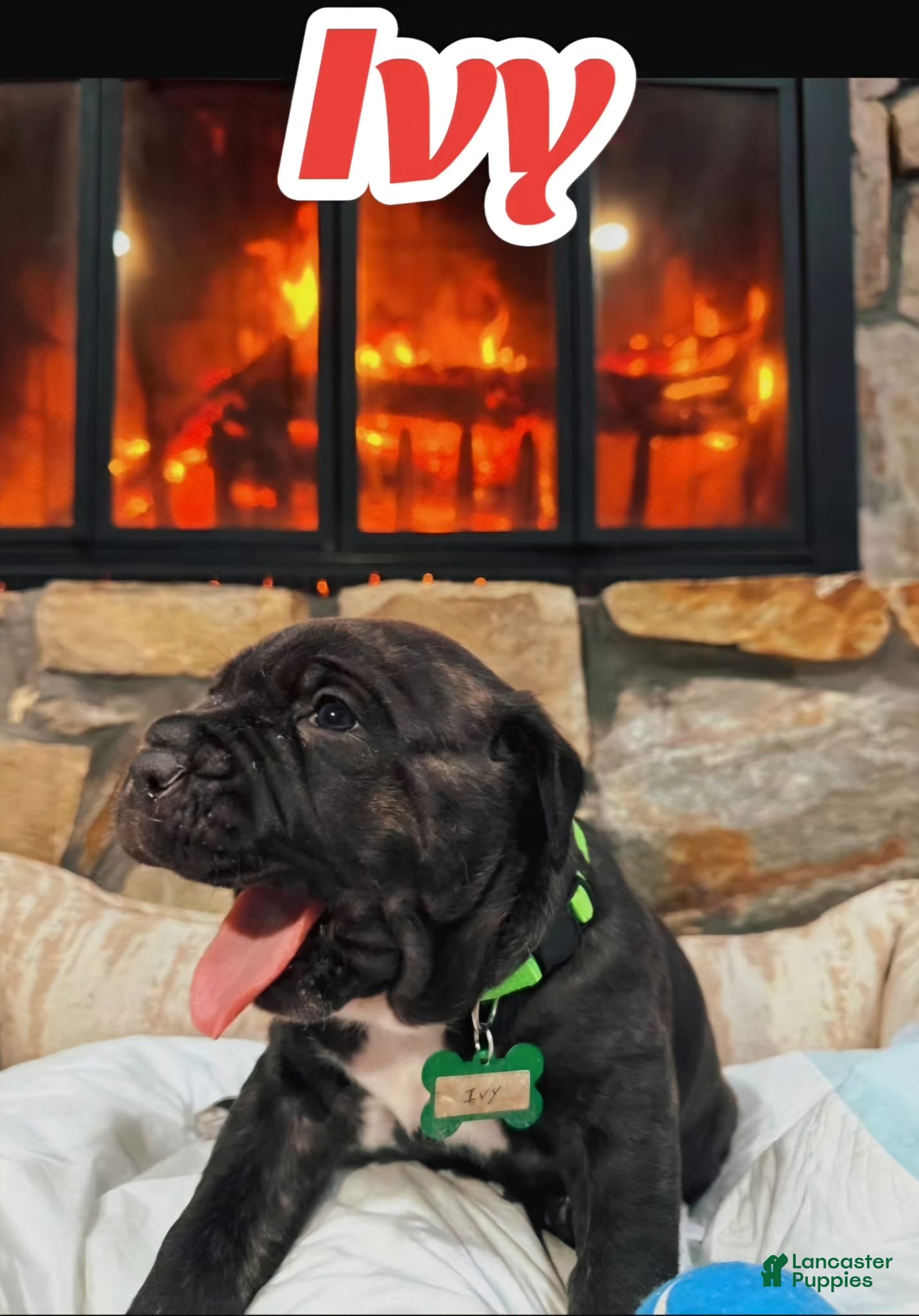 Cane Corso dogs Ivi - Ad 1