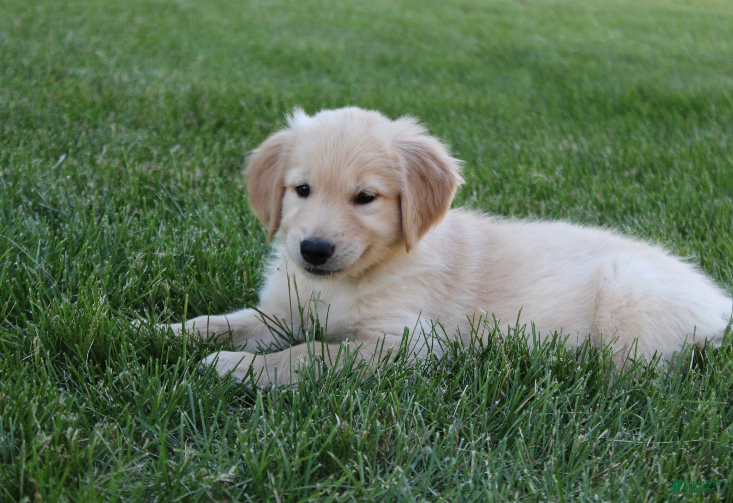 Golden Retriever dogs for sale: Sammy Golden Retriever Puppy  - Ad 5