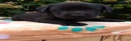 Labrador Retriever dogs for sale: Noble - Ad 6