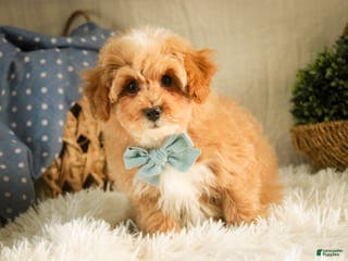 Miniature Poodle dogs Ramsey - Ad 33