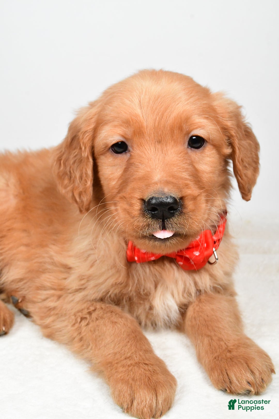 Golden Retriever dogs for sale: Keith - Ad 5