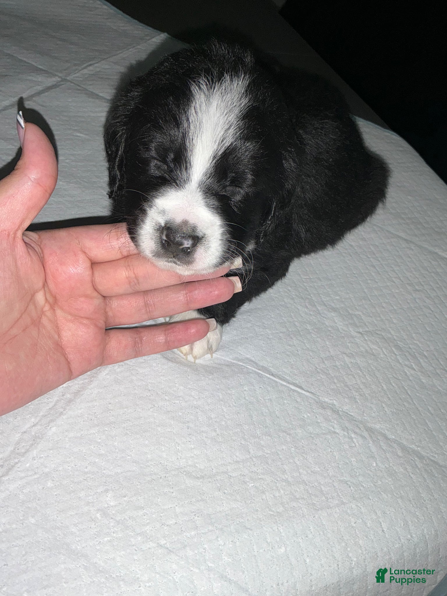 Bernedoodle dogs for sale: Bernedoodle Puppy 1 - Ad 2