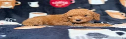 Cavapoo dogs for sale: Lance - Ad 3