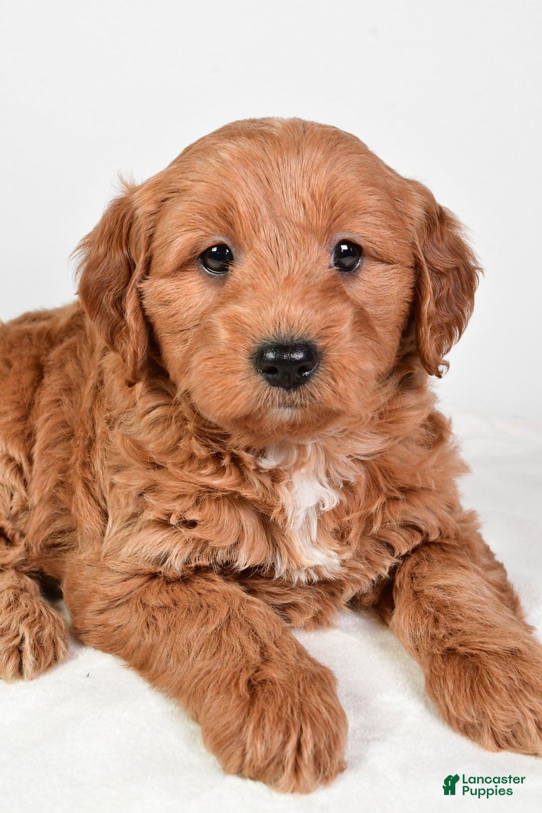 Mini Goldendoodle dogs for sale: Scott - Ad 13