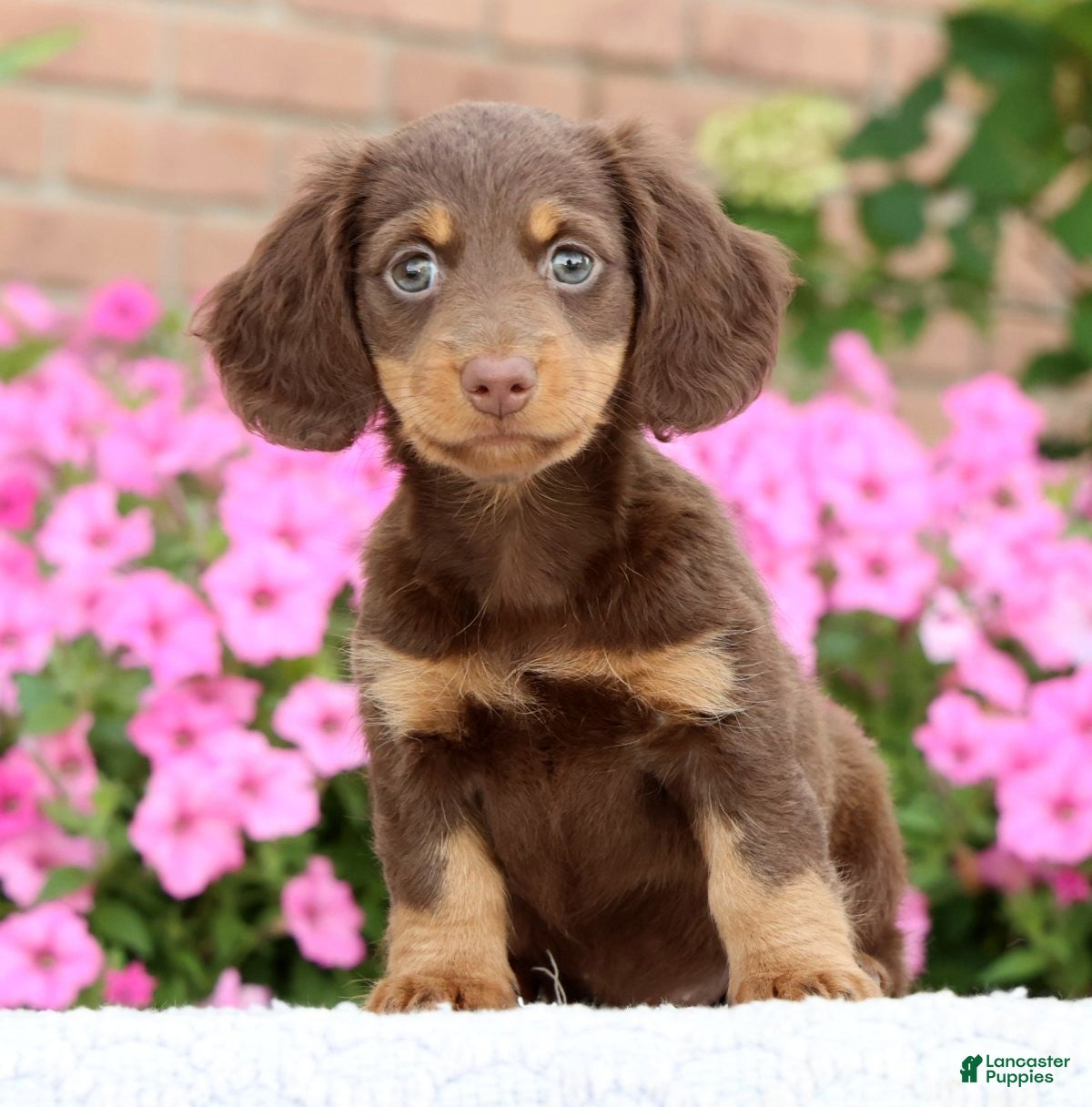 Miniature Dachshund dogs Daisy - Ad 2