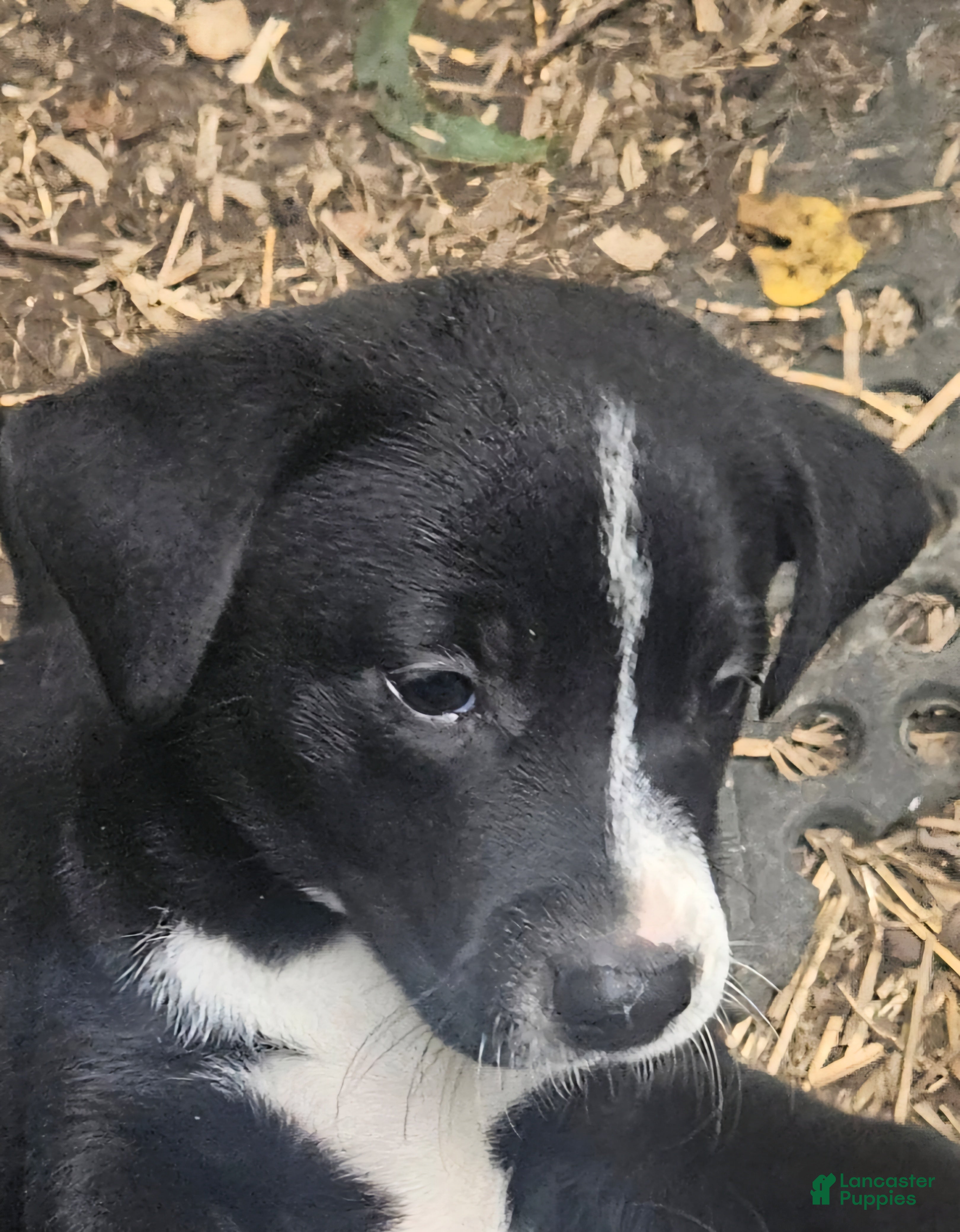 Border Collie dogs Girly - Ad 2