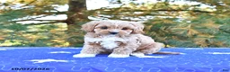 Cavapoo dogs for sale: Kaya - Ad 4
