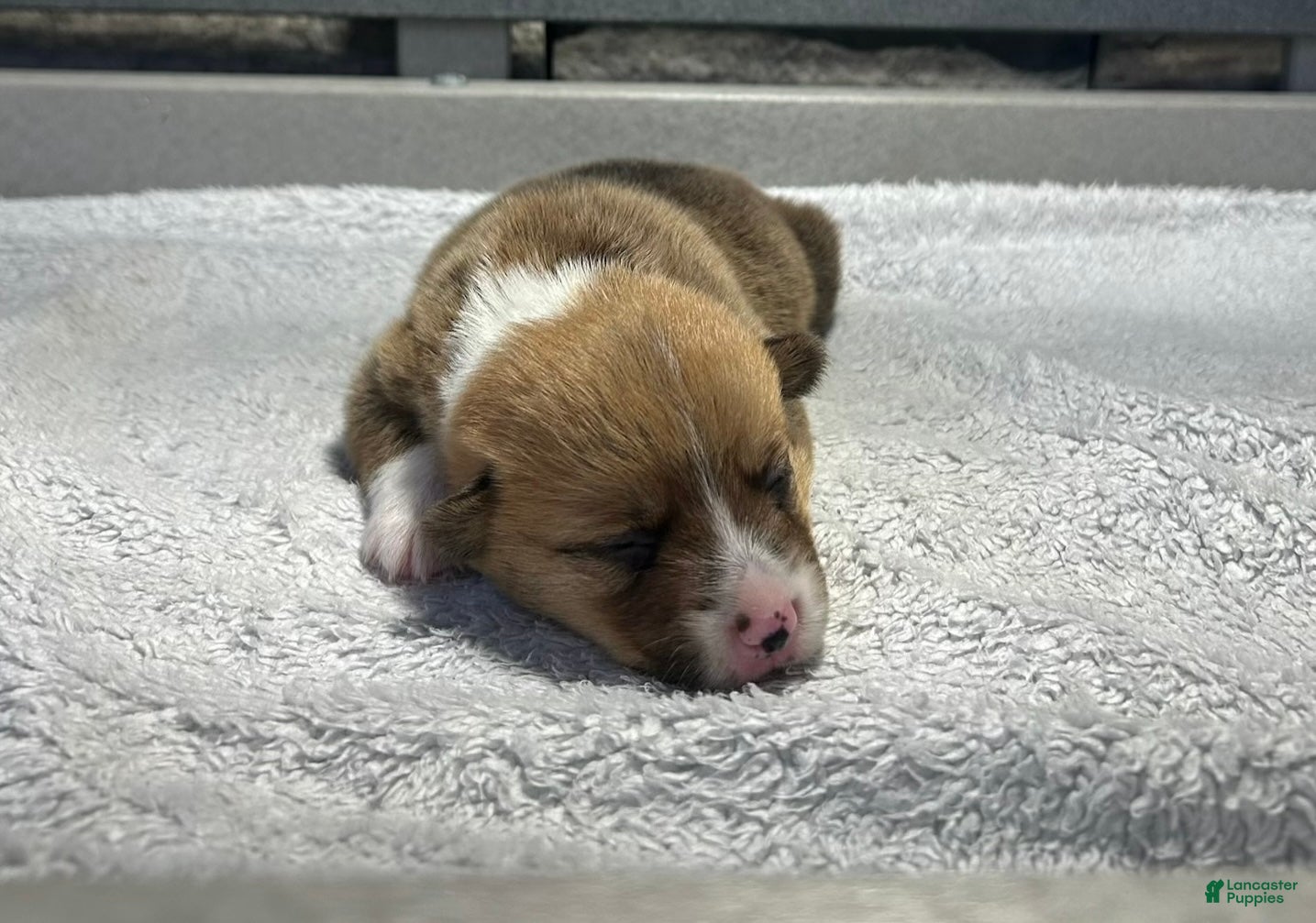 Welsh Corgi Pembroke dogs Belle Welsh Corgi Pembroke 3 - Ad 10