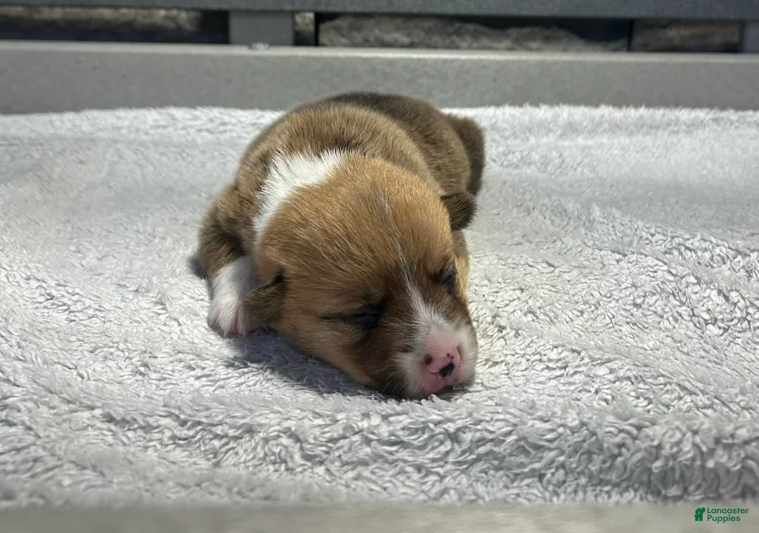 Welsh Corgi Pembroke dogs for sale: Belle Welsh Corgi Pembroke 3 - Ad 1