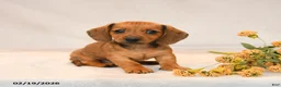 Miniature Dachshund dogs for sale: Ocean - Ad 3
