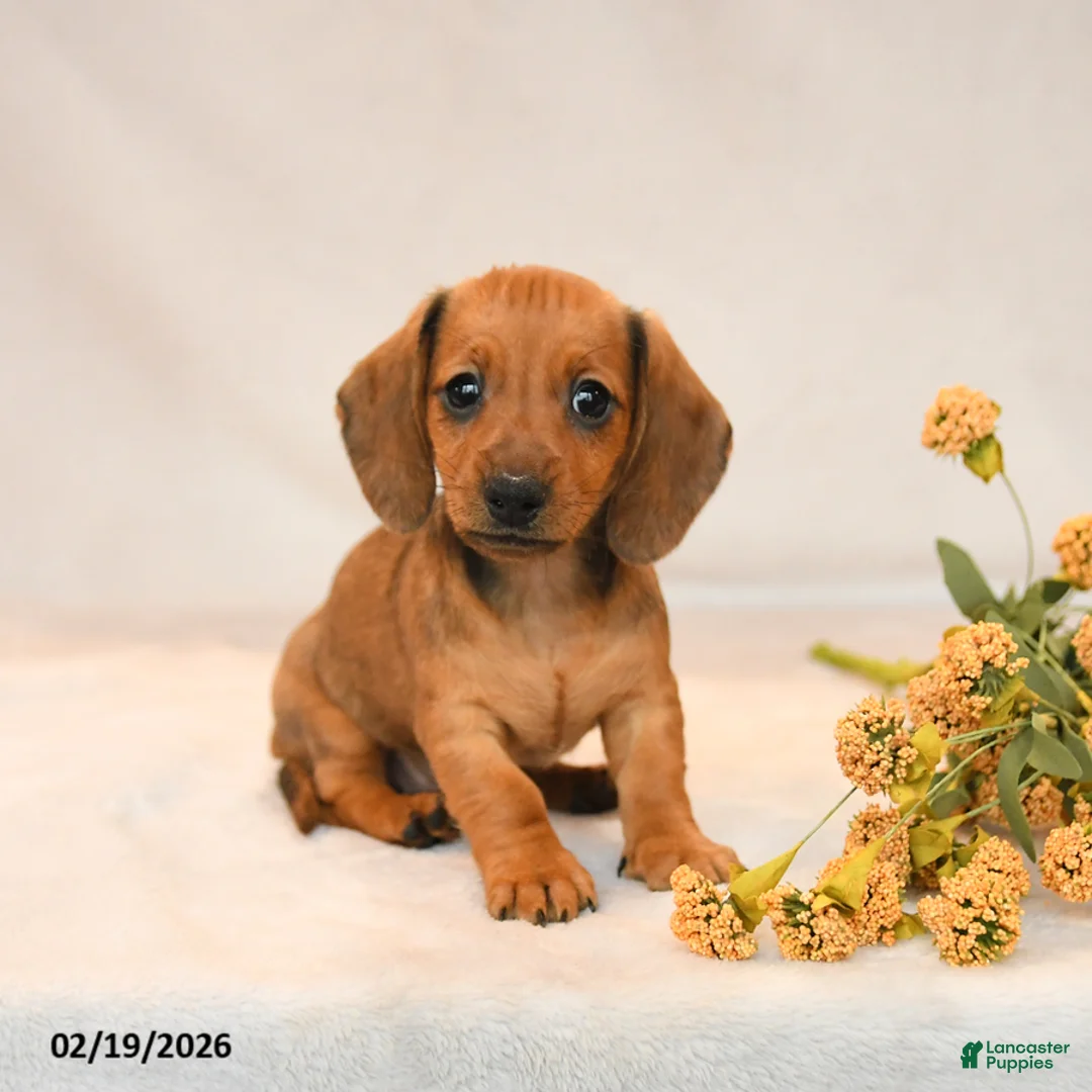 Miniature Dachshund dogs for sale: Ocean - Ad 3
