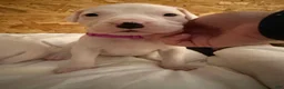 Dogo Argentino dogs for sale: Purple pink collar female  - Ad 7