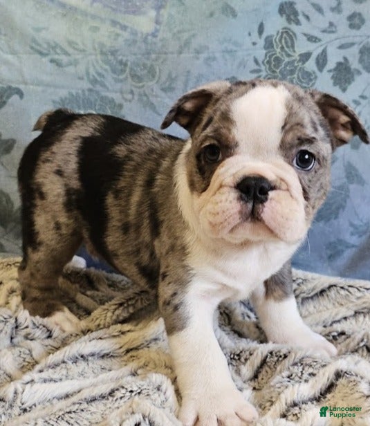 Mixed Breed dogs Perfect Mini Bulldog - Ad 33