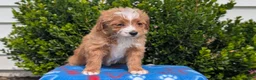 Mixed Breed dogs for sale: Dolly - Ad 4