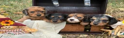 Miniature Dachshund dogs for sale: Red Piebald SILKY - Ad 8
