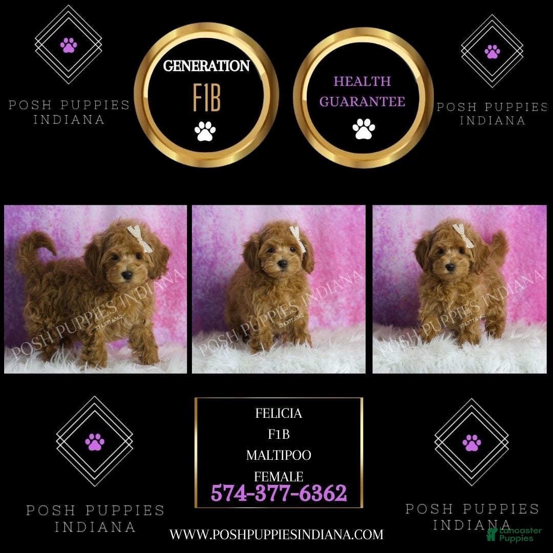 Maltipoo dogs for sale: Felicia - Ad 2
