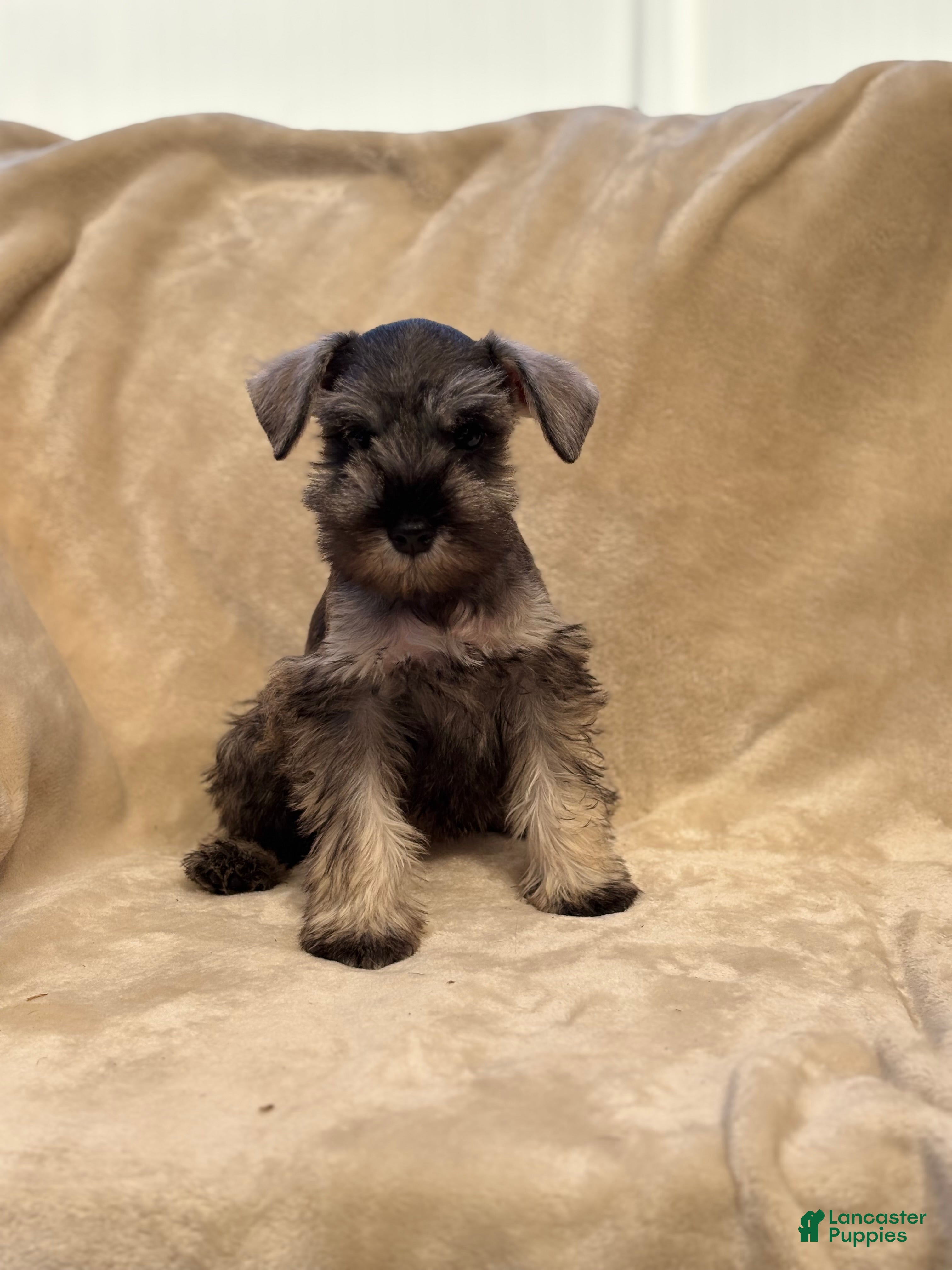 Miniature Schnauzer dogs Margot - Ad 1