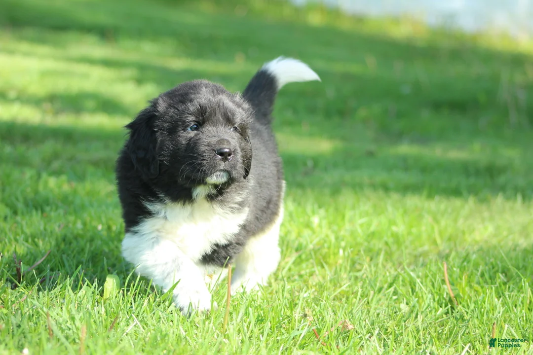 Newfoundland dogs for sale: Ted - Ad 2