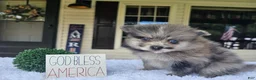 Pomeranian dogs for sale: Pomeranian 1 - Ad 1