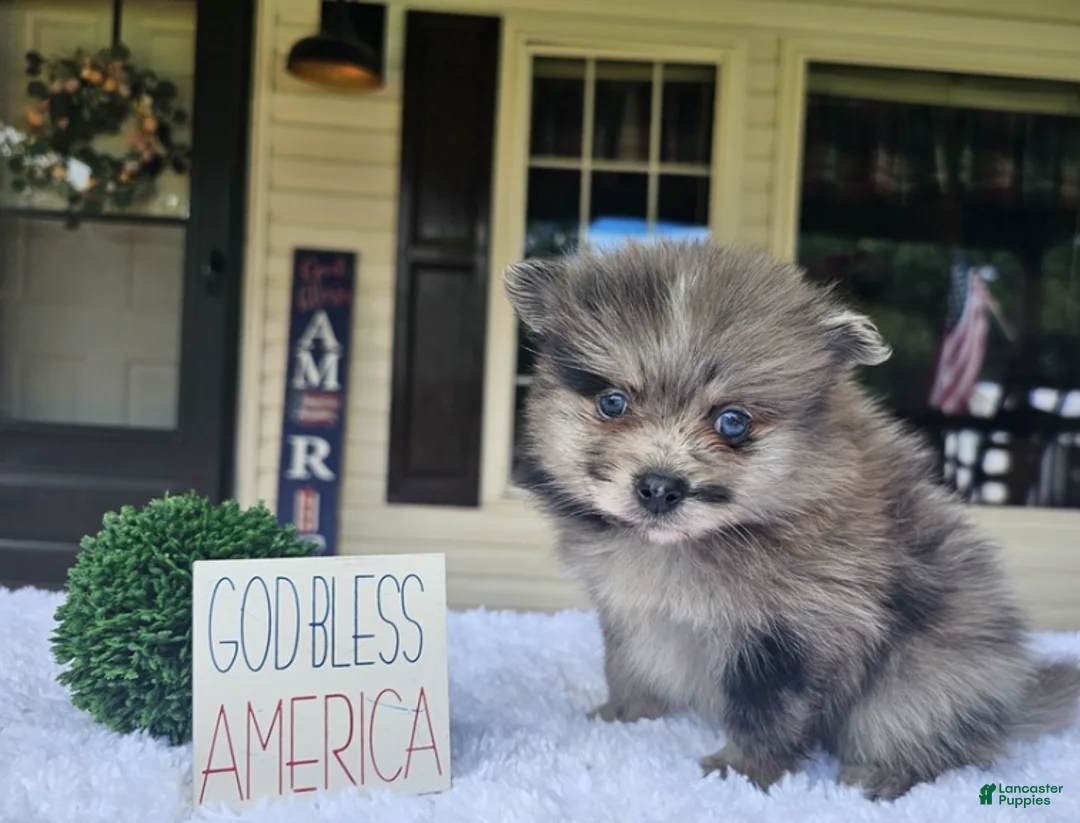 Pomeranian dogs for sale: Pomeranian 1 - Ad 1