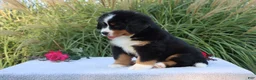 Bernese Mountain Dog dogs for sale: Lexi - Ad 5