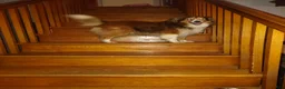 Shetland Sheepdog dogs for sale: Jake - Ad 8