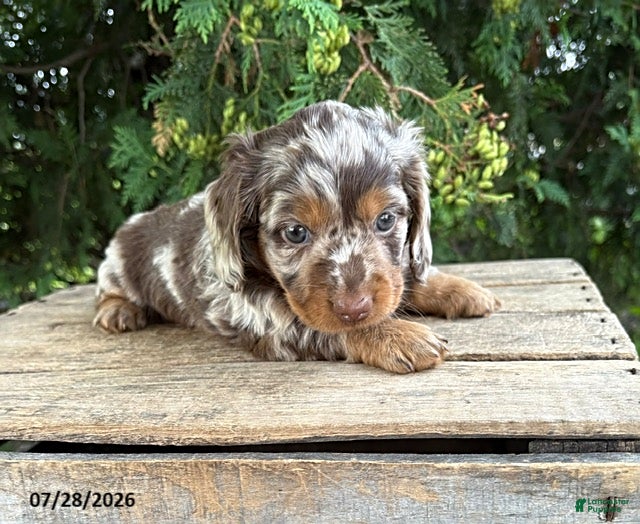 Dachshund dogs Asher - Ad 1