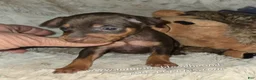 Miniature Pinscher dogs for sale: AKC Rider - Ad 3