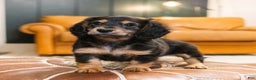 Miniature Dachshund dogs for sale: Oskar - Ad 4
