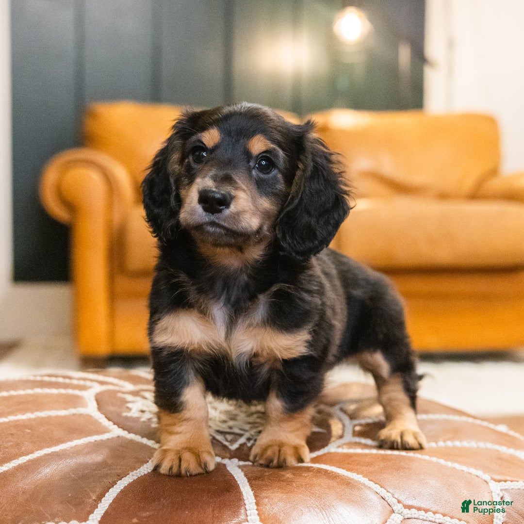 Miniature Dachshund dogs for sale: Oskar - Ad 4