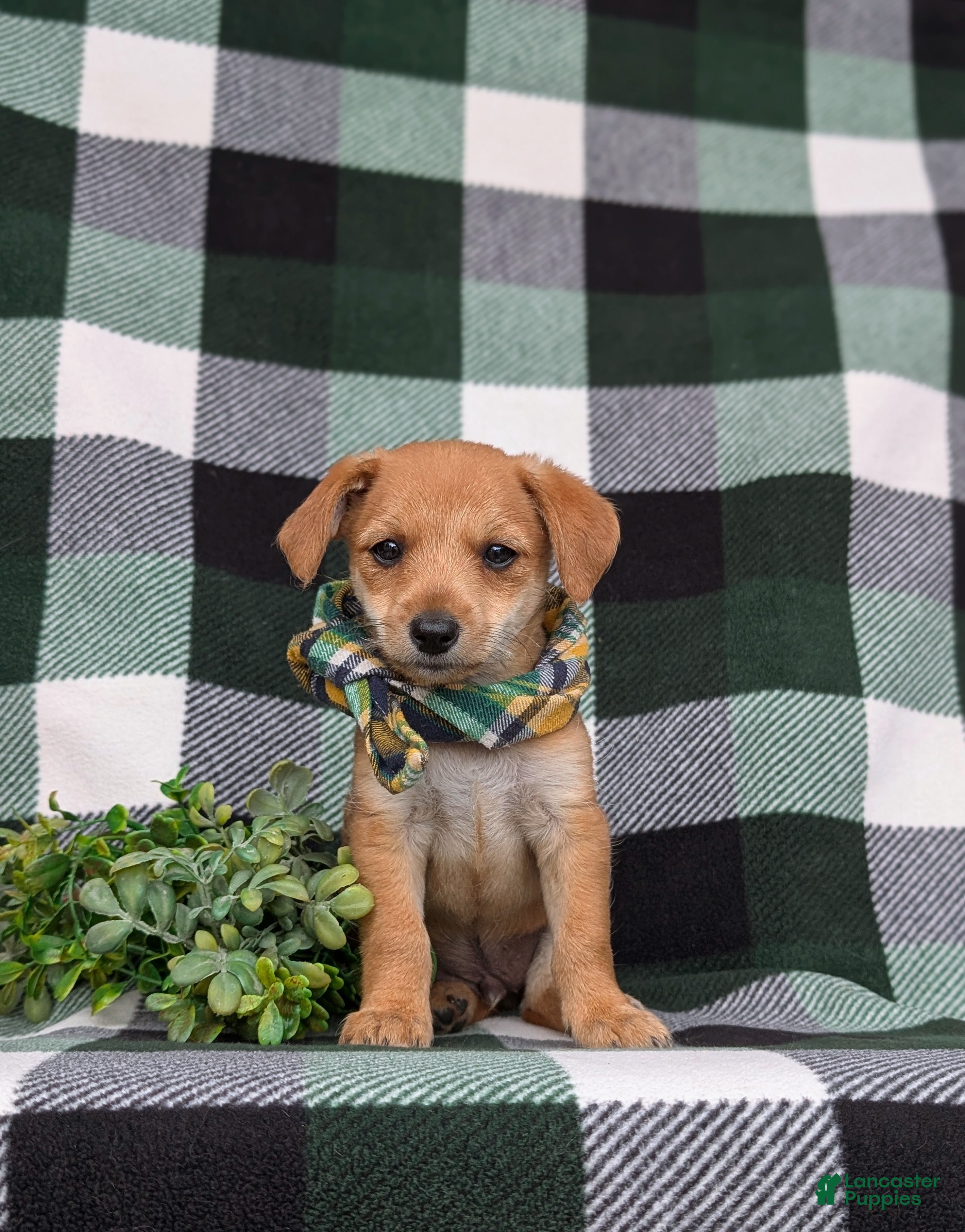 Jackapoo dogs Scout - Ad 2