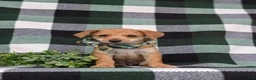 Jackapoo dogs for sale: Scout - Ad 2