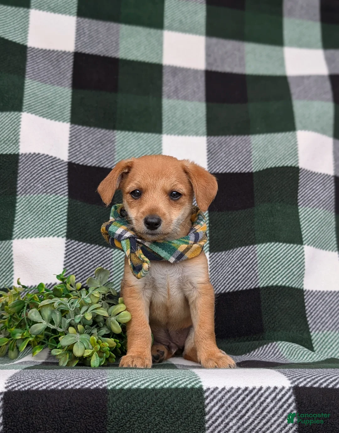 Jackapoo dogs for sale: Scout - Ad 2