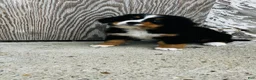 Bernese Mountain Dog dogs for sale: Vivienne - Ad 3