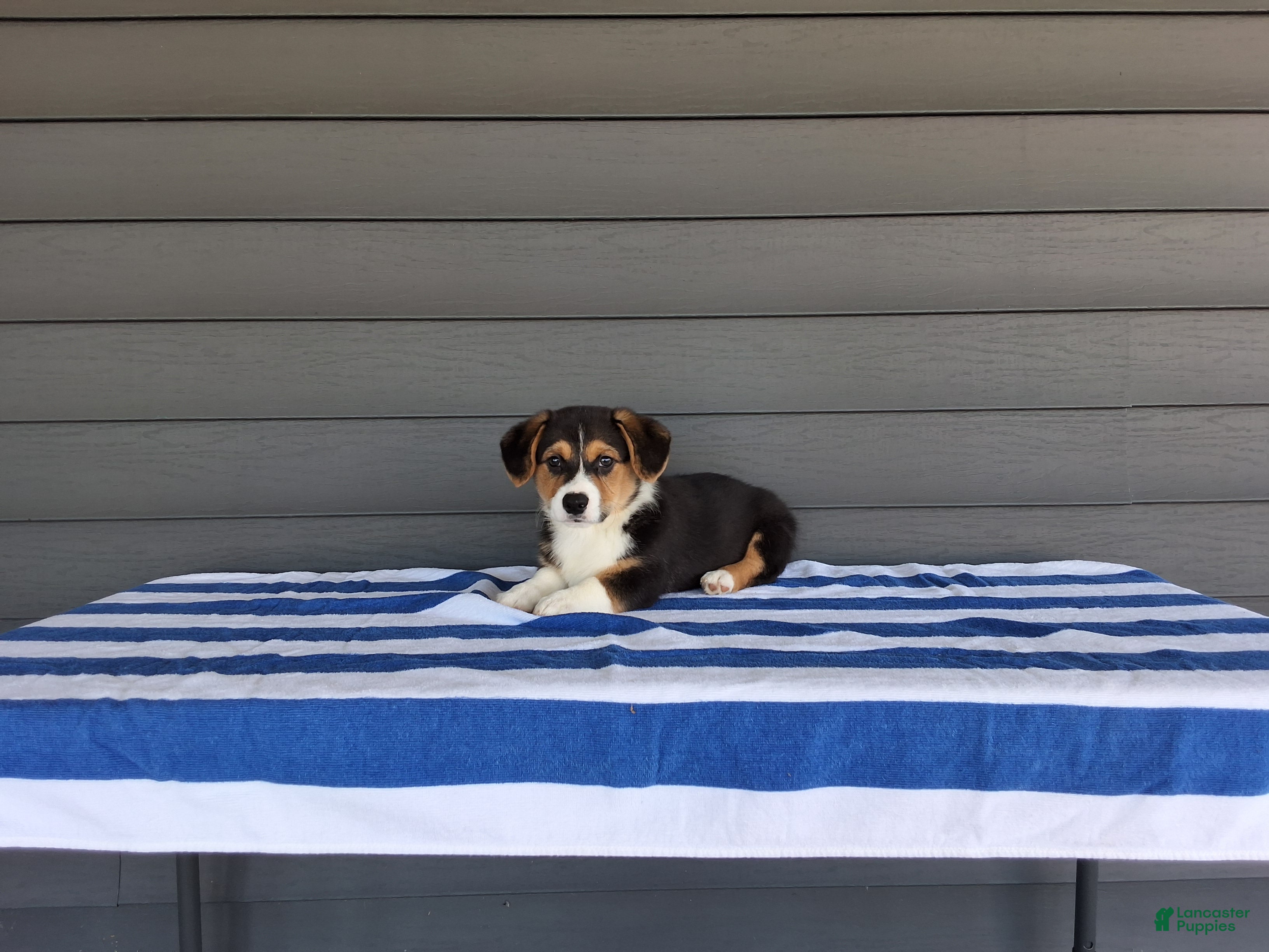 Welsh Corgi Pembroke dogs Casper - Ad 1